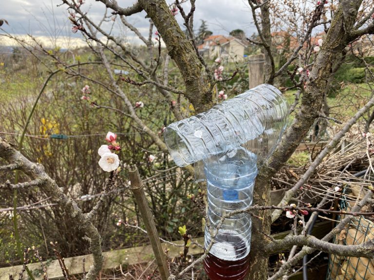 Piège à frelons asiatiques fait maison avec bouteilles en plastique et appât naturel.